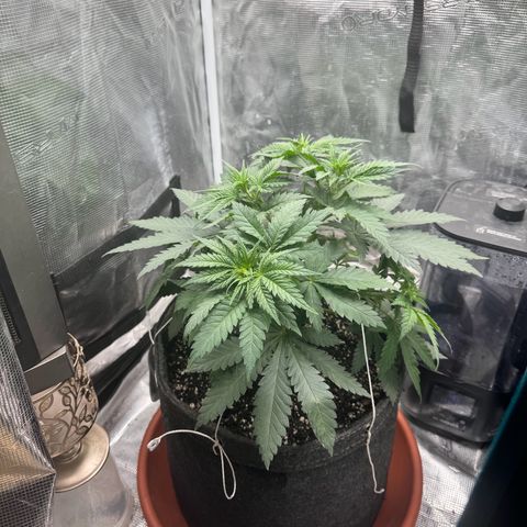 Barney’s Farm Pineapple Chunk  growlog photo: tied down some stems 