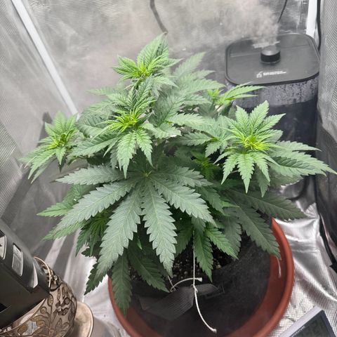 Barney’s Farm Pineapple Chunk  growlog timeline photo