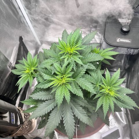 Barney’s Farm Pineapple Chunk  growlog timeline photo