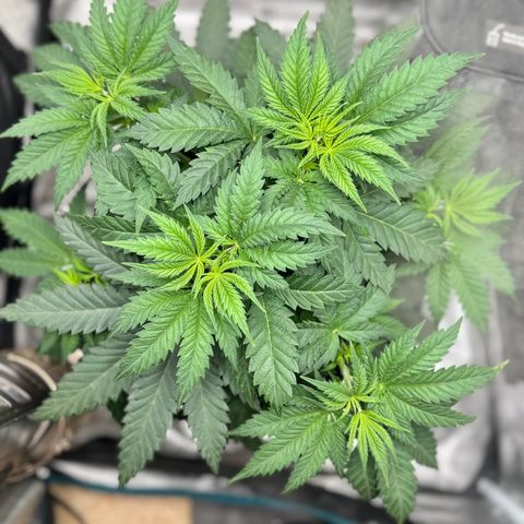 Barney’s Farm Pineapple Chunk  growlog timeline photo