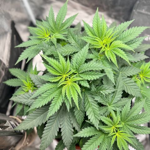 Barney’s Farm Pineapple Chunk  growlog timeline photo