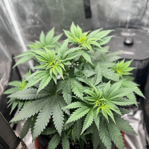 Barney’s Farm Pineapple Chunk  growlog timeline photo