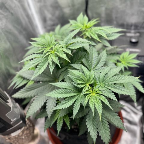 Barney’s Farm Pineapple Chunk  growlog timeline photo