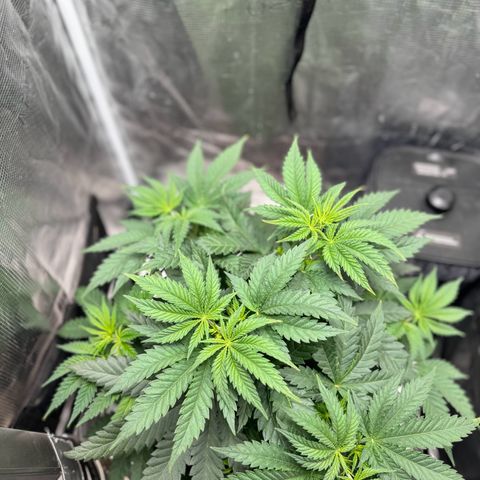 Barney’s Farm Pineapple Chunk  growlog timeline photo