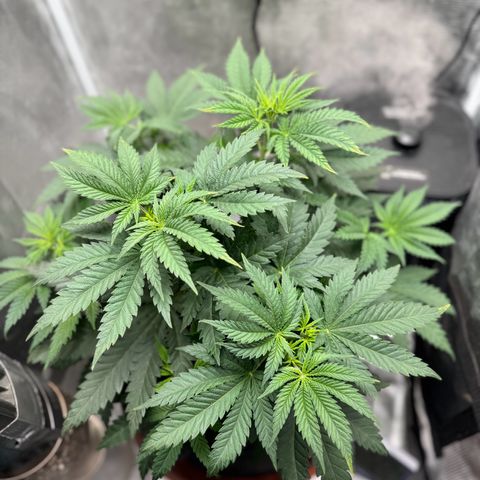 Barney’s Farm Pineapple Chunk  growlog timeline photo