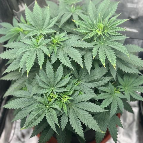 Barney’s Farm Pineapple Chunk  growlog timeline photo