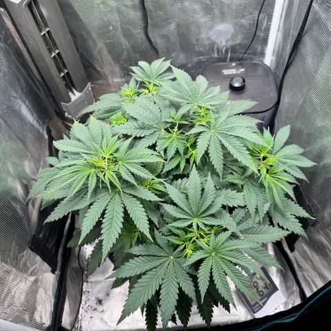 Barney’s Farm Pineapple Chunk  growlog timeline photo