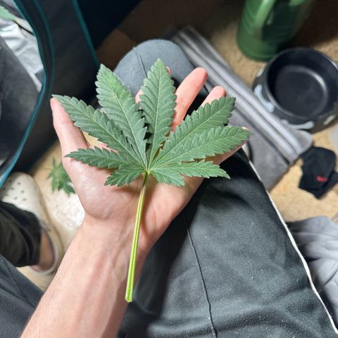 Barney’s Farm Pineapple Chunk  growlog timeline photo