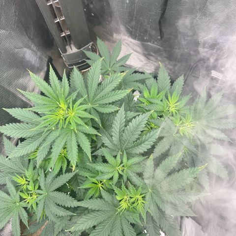 Barney’s Farm Pineapple Chunk  growlog timeline photo