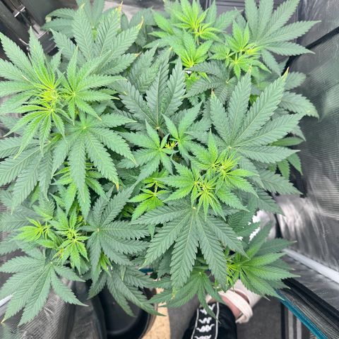 Barney’s Farm Pineapple Chunk  growlog timeline photo