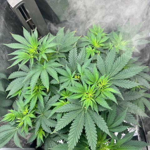 Barney’s Farm Pineapple Chunk  growlog timeline photo