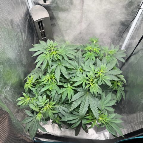 Barney’s Farm Pineapple Chunk  growlog timeline photo