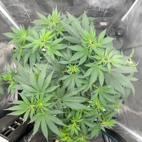 Barney’s Farm Pineapple Chunk  growlog timeline photo