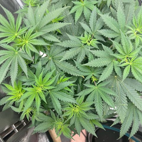 Barney’s Farm Pineapple Chunk  growlog timeline photo