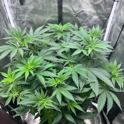 Barney’s Farm Pineapple Chunk  growlog timeline photo