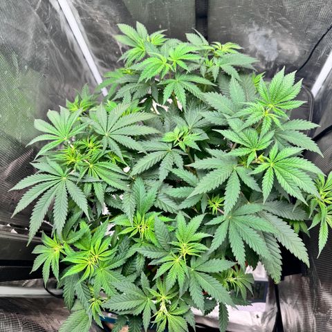 Barney’s Farm Pineapple Chunk  growlog timeline photo