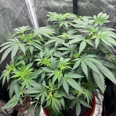 Barney’s Farm Pineapple Chunk  growlog timeline photo