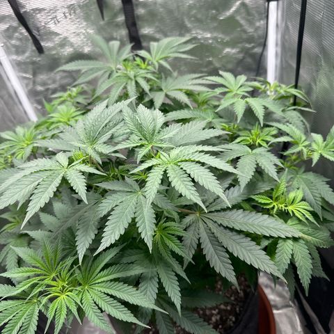 Barney’s Farm Pineapple Chunk  growlog timeline photo