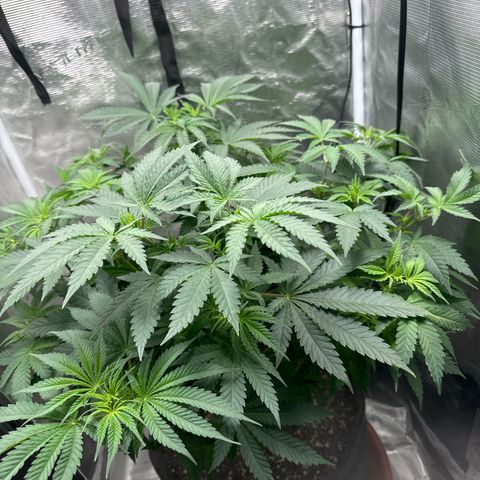 Barney’s Farm Pineapple Chunk  growlog timeline photo