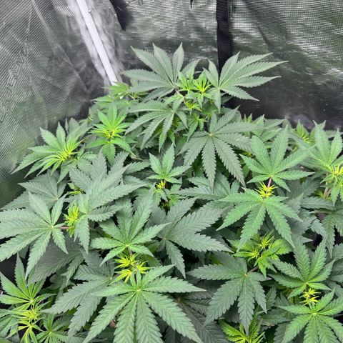 Barney’s Farm Pineapple Chunk  growlog timeline photo