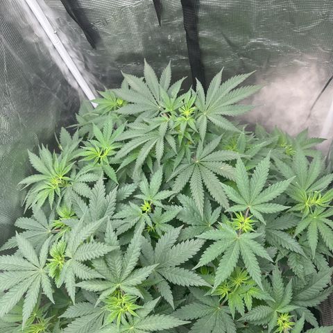 Barney’s Farm Pineapple Chunk  growlog timeline photo