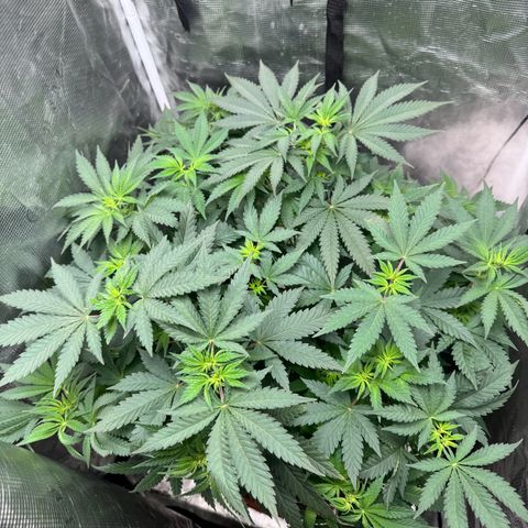 Barney’s Farm Pineapple Chunk  growlog timeline photo