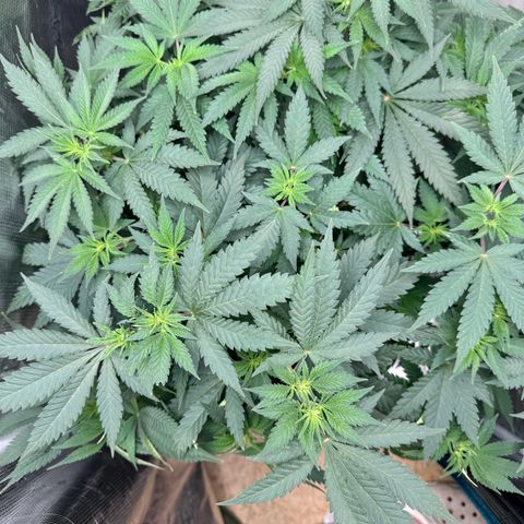 Barney’s Farm Pineapple Chunk  growlog timeline photo