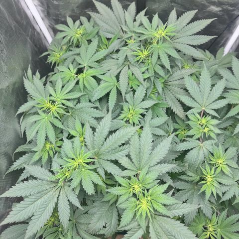 Barney’s Farm Pineapple Chunk  growlog timeline photo