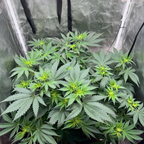 Barney’s Farm Pineapple Chunk  growlog timeline photo