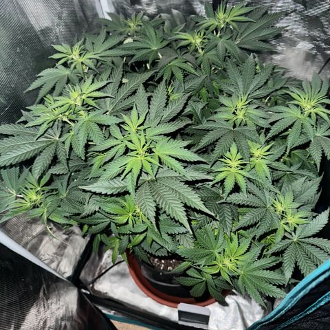 Barney’s Farm Pineapple Chunk  growlog timeline photo