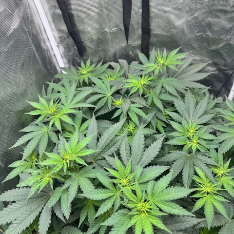 Barney’s Farm Pineapple Chunk  growlog timeline photo
