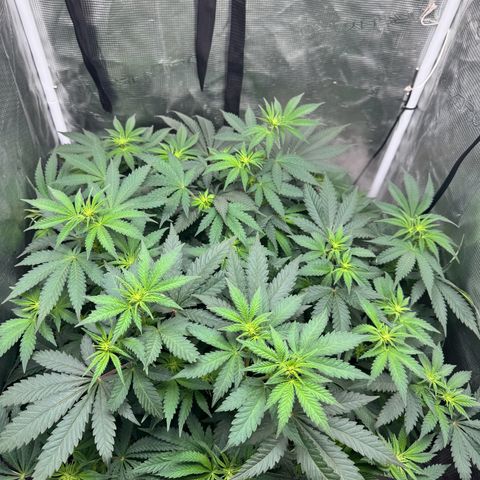 Barney’s Farm Pineapple Chunk  growlog timeline photo
