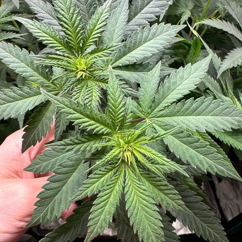 Barney’s Farm Pineapple Chunk  growlog timeline photo