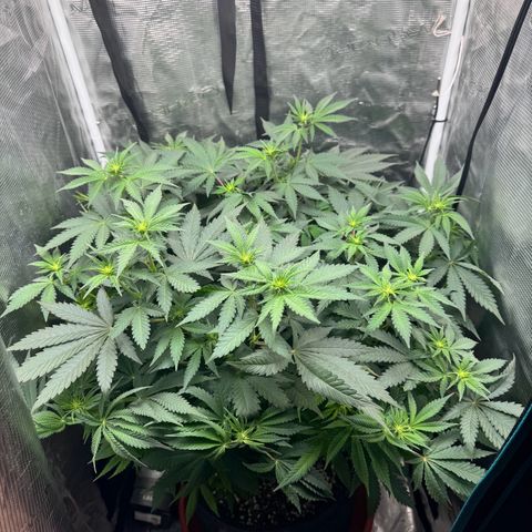 Barney’s Farm Pineapple Chunk  growlog timeline photo