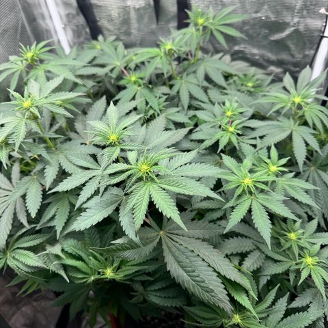Barney’s Farm Pineapple Chunk  growlog timeline photo