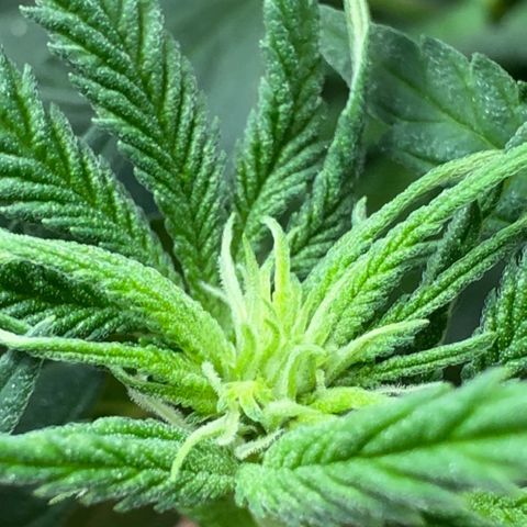 Barney’s Farm Pineapple Chunk  growlog timeline photo