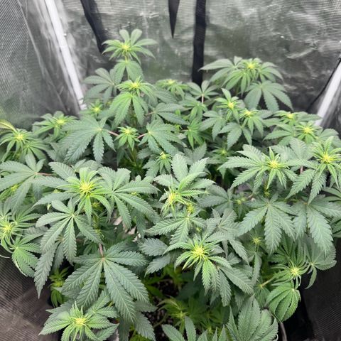 Barney’s Farm Pineapple Chunk  growlog timeline photo