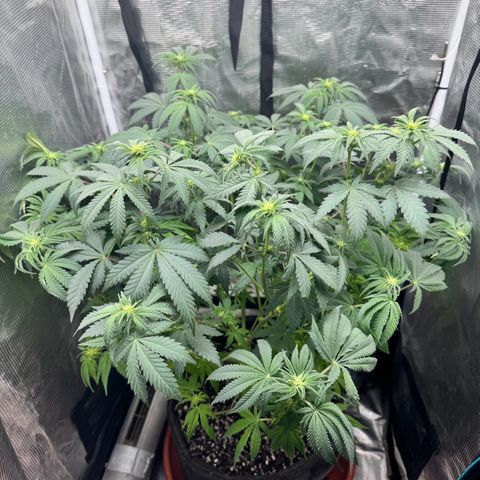 Barney’s Farm Pineapple Chunk  growlog timeline photo