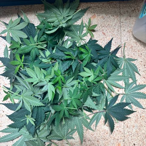 Barney’s Farm Pineapple Chunk  growlog timeline photo