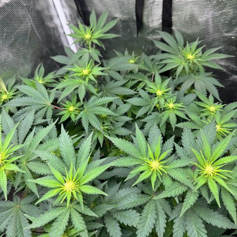 Barney’s Farm Pineapple Chunk  growlog timeline photo