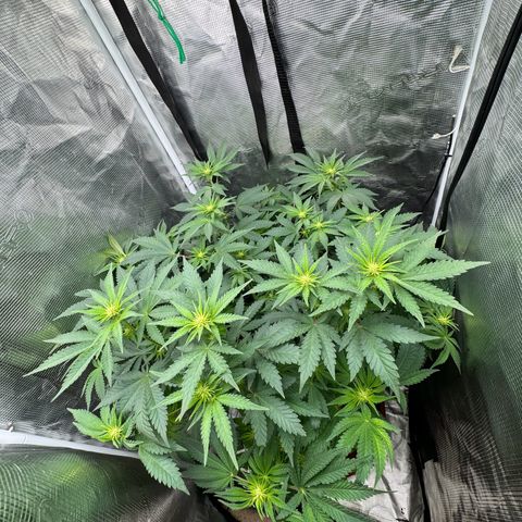 Barney’s Farm Pineapple Chunk  growlog timeline photo