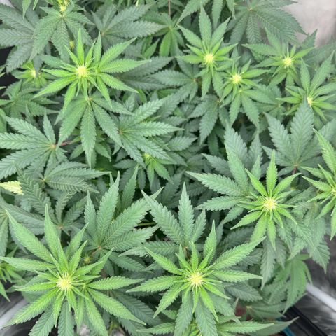 Barney’s Farm Pineapple Chunk  growlog timeline photo