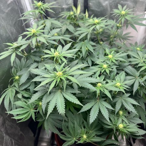 Barney’s Farm Pineapple Chunk  growlog timeline photo
