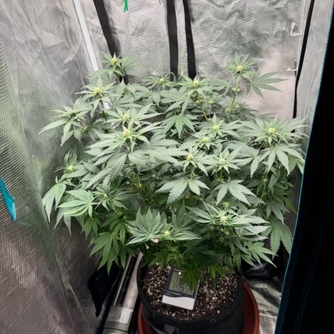 Barney’s Farm Pineapple Chunk  growlog timeline photo