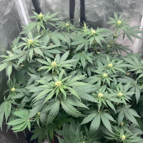 Barney’s Farm Pineapple Chunk  growlog timeline photo