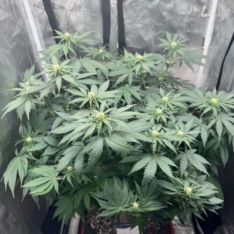 Barney’s Farm Pineapple Chunk  growlog timeline photo