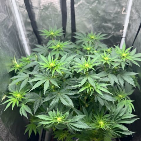 Barney’s Farm Pineapple Chunk  growlog timeline photo
