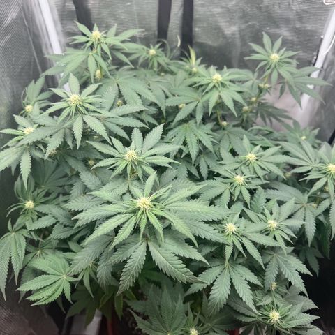 Barney’s Farm Pineapple Chunk  growlog timeline photo
