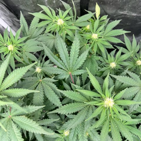 Barney’s Farm Pineapple Chunk  growlog timeline photo