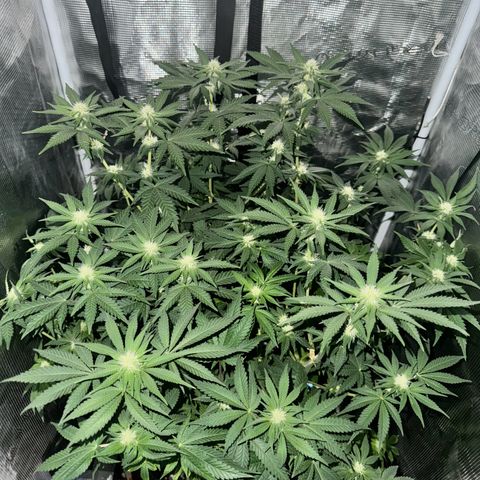 Barney’s Farm Pineapple Chunk  growlog timeline photo